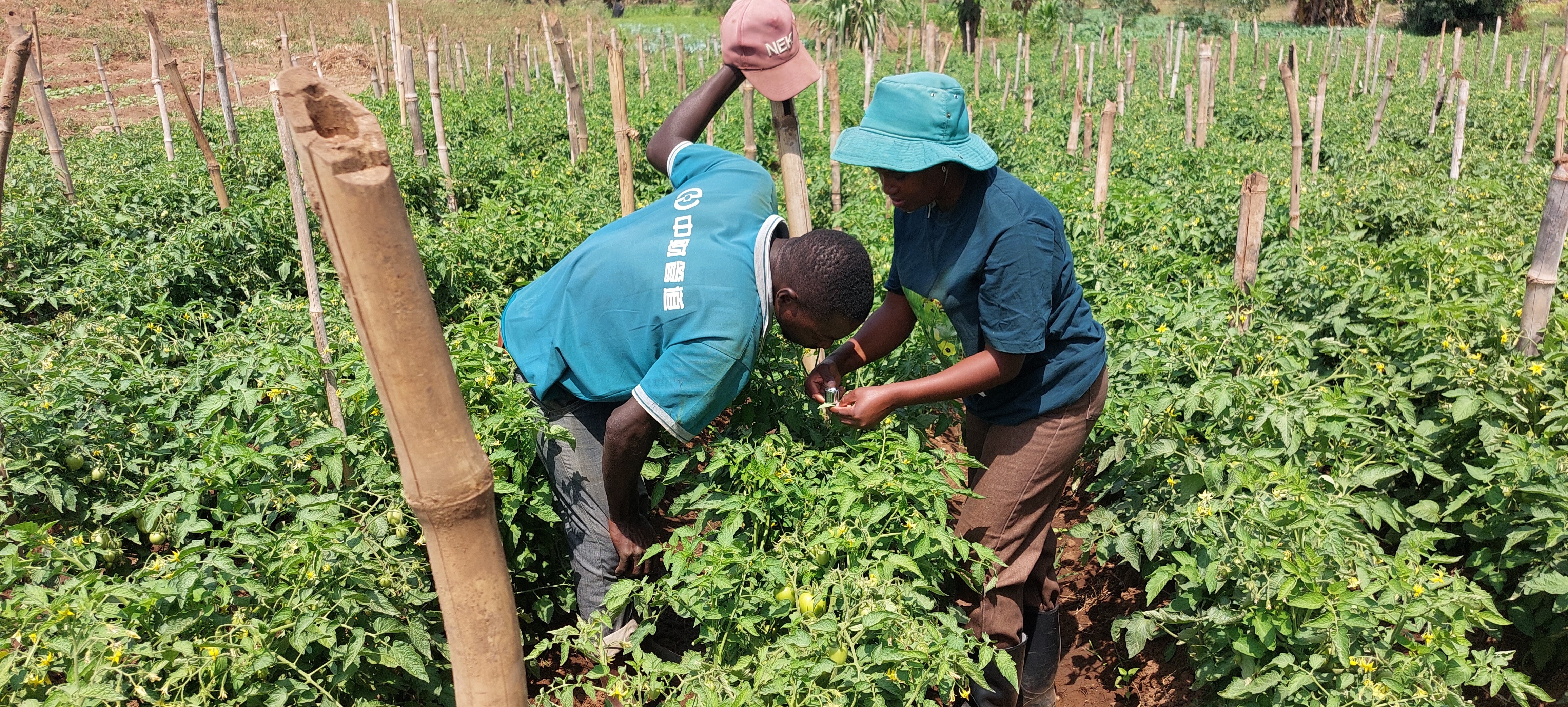 Farmers in Tanzania