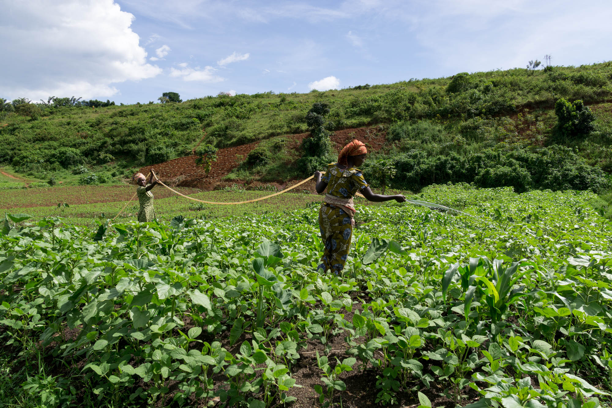 Irrigate to win Rwanda