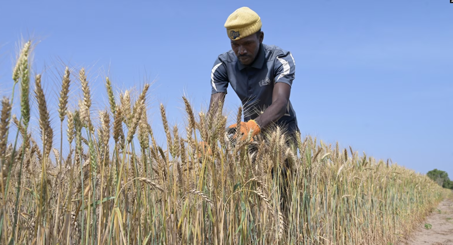 2024 Tarwe project Senegal