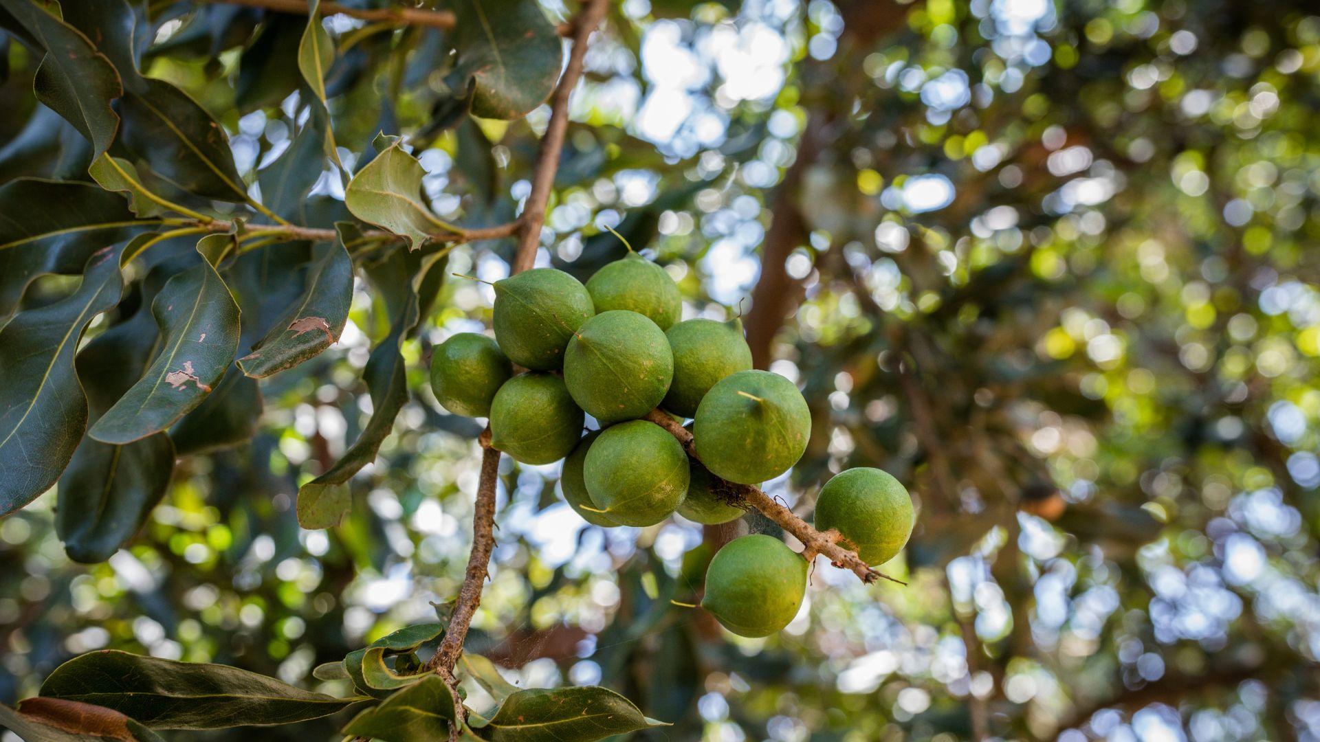 Macadamia in boom
